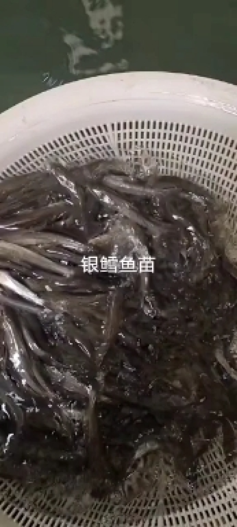 大鳞鲃银鳕鱼【诚信经营、保质保量、质量求生】