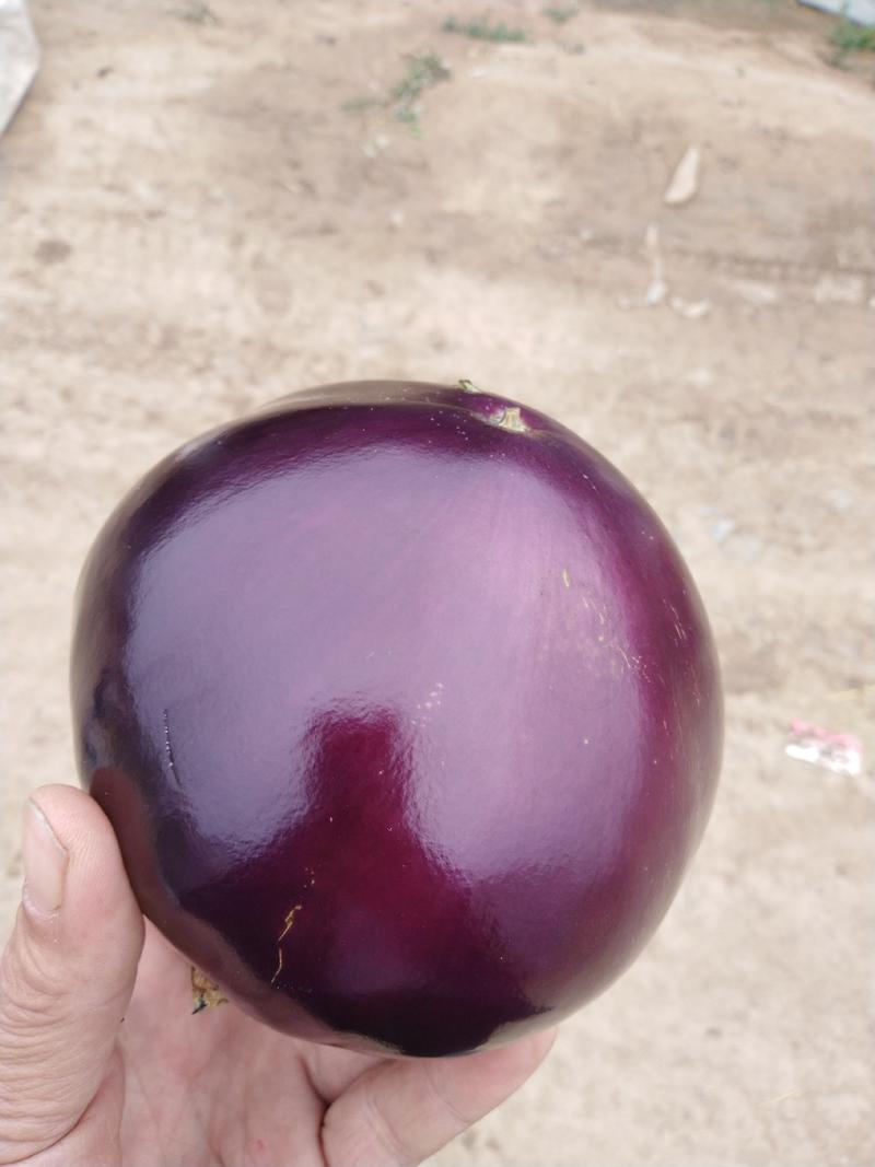 紫光圆茄大量供应莘县产地直销质量有保证全国发货