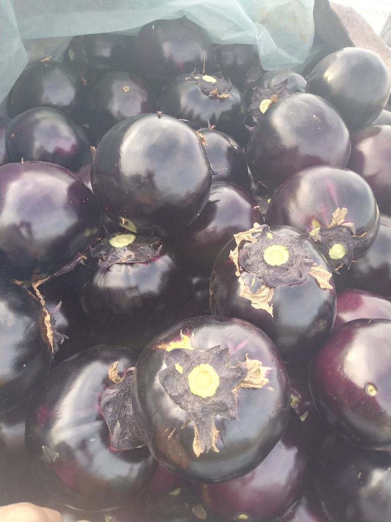 紫光圆茄大量供应莘县产地直销质量有保证全国发货