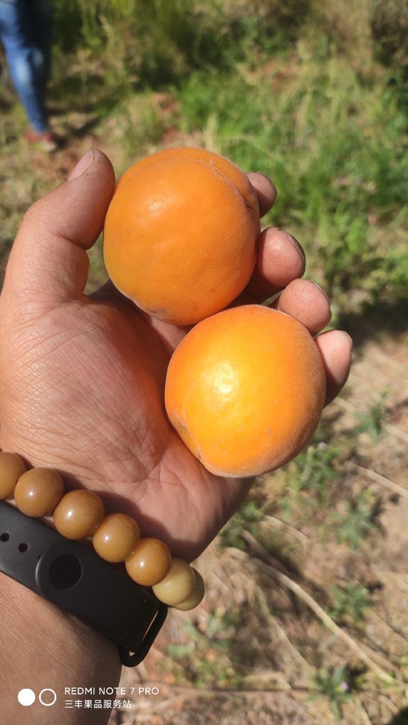 金太阳杏6月1号供货，山地平地都有。皮毛干净