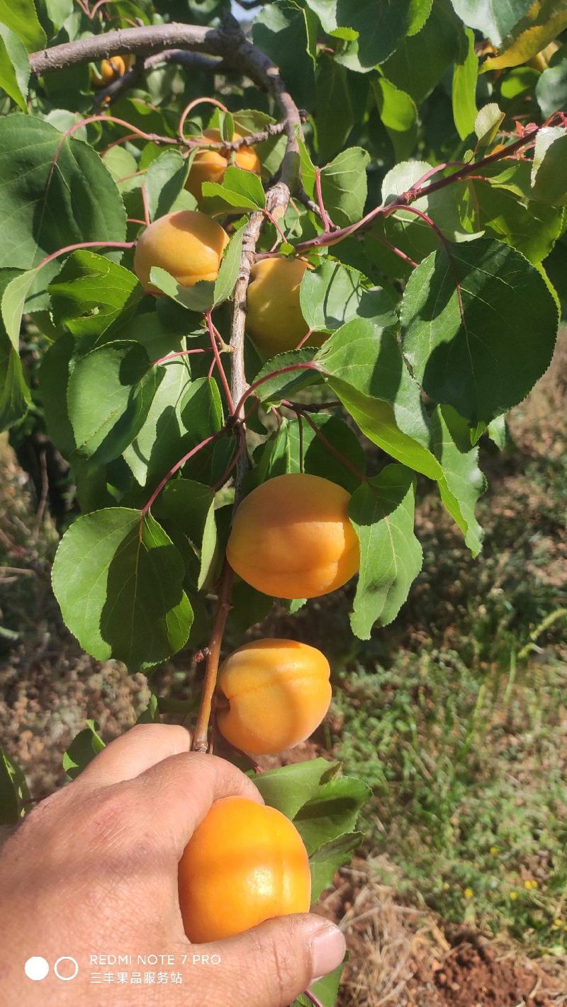 金太阳杏6月1号供货，山地平地都有。皮毛干净