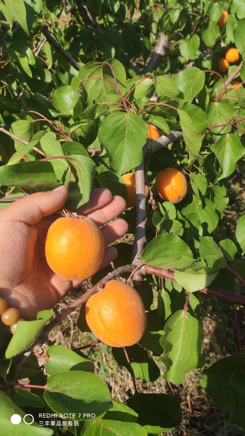 金太阳杏6月1号供货，山地平地都有。皮毛干净