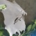 甲鱼，龙虾塘里自然生长的，裙边厚，爪子锋利，野性十足