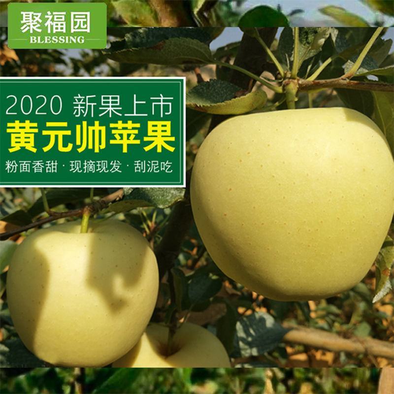 黄元帅苹果黄金帅香蕉黄苹果10斤水果粉面2斤当季新鲜平果