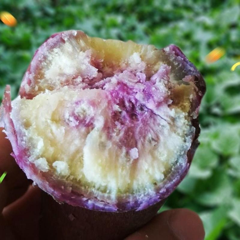 农家新鲜现挖现发冰淇淋红薯一点红紫心番薯新鲜板栗粉香糯地