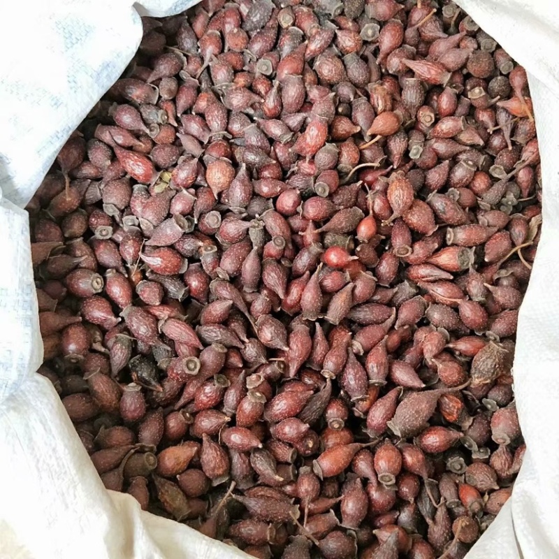 中药材金樱子货品质量保证批发各种中药材