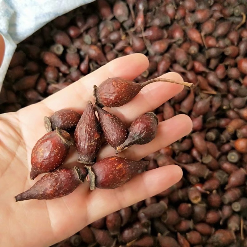 中药材金樱子货品质量保证批发各种中药材