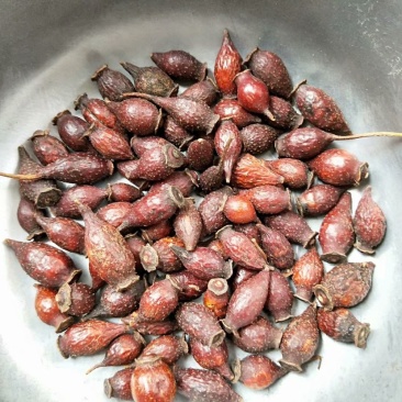 中药材金樱子货品质量保证批发各种中药材
