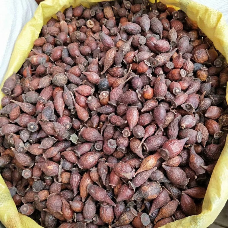 中药材金樱子货品质量保证批发各种中药材