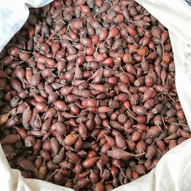 中药材金樱子货品质量保证批发各种中药材