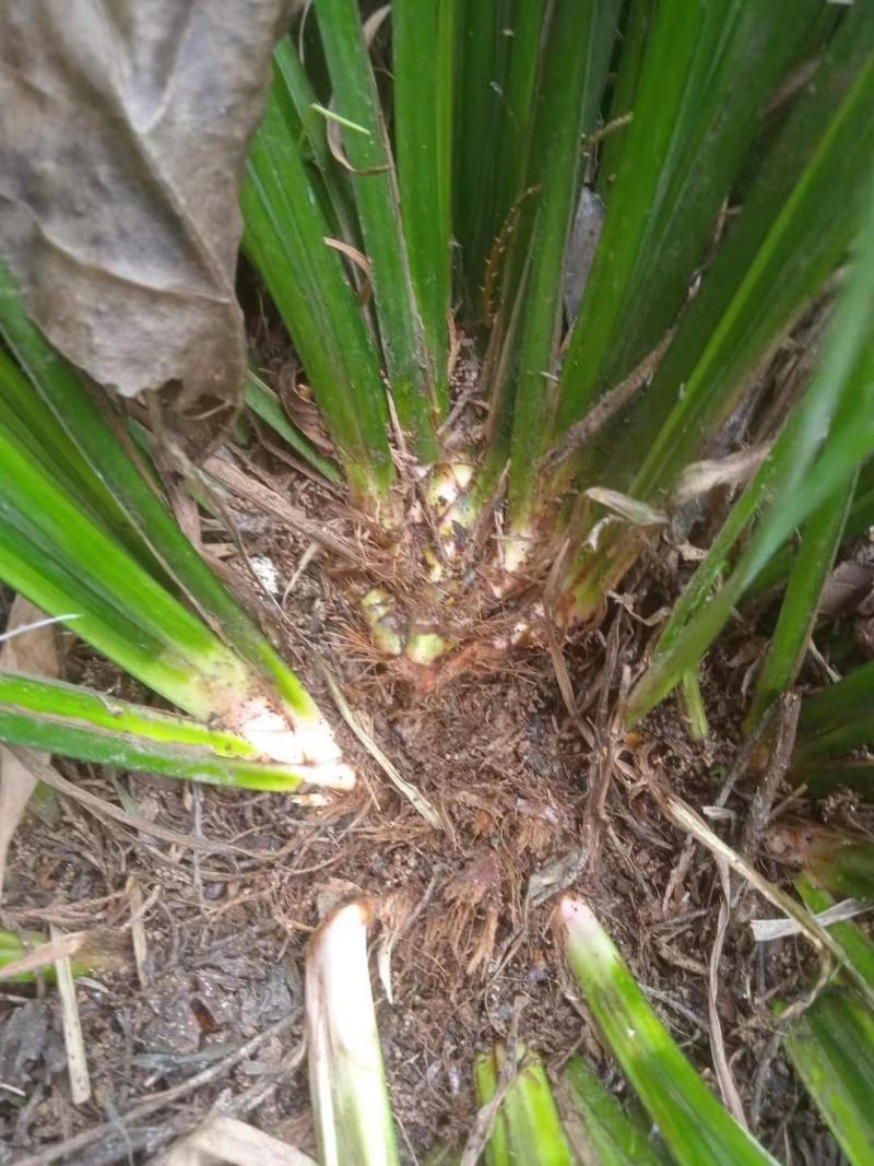 石菖蒲种仔，石菖蒲种苗出售，防野生种植户直接销售