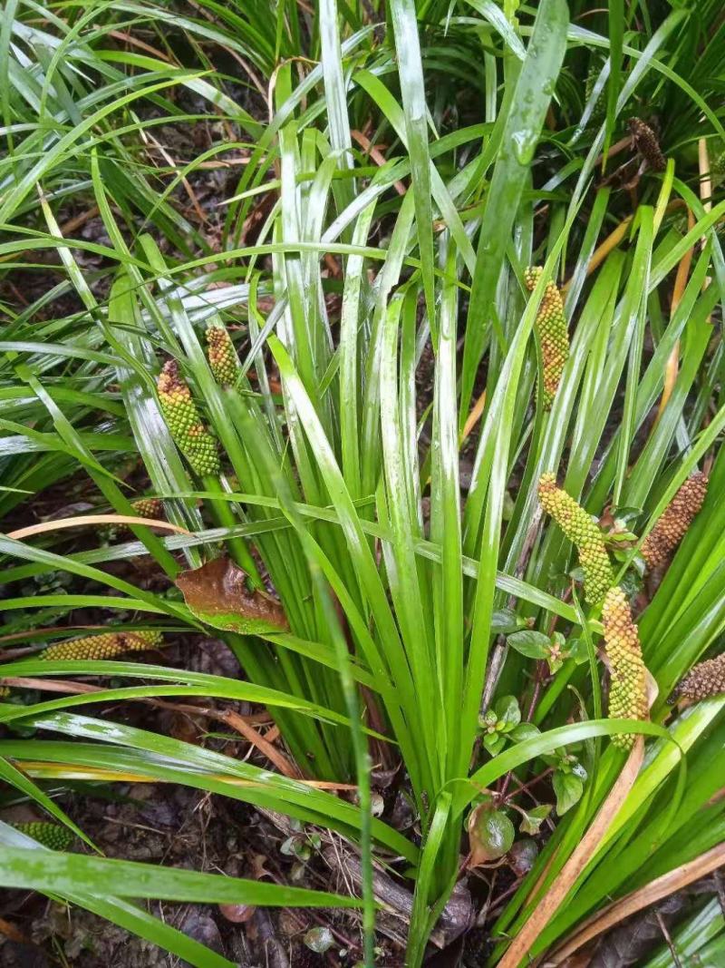 石菖蒲种仔，石菖蒲种苗出售，防野生种植户直接销售