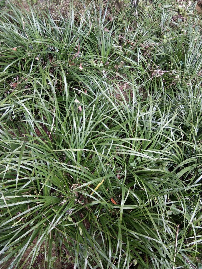 石菖蒲种仔，石菖蒲种苗出售，防野生种植户直接销售