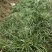 石菖蒲种仔，石菖蒲种苗出售，防野生种植户直接销售