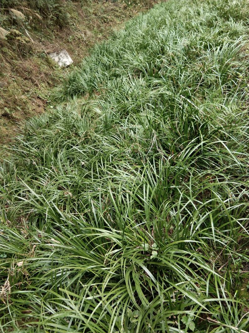 石菖蒲种仔，石菖蒲种苗出售，防野生种植户直接销售