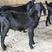 【特价】努比亚黑山羊，母羊长180斤，公羊长300斤