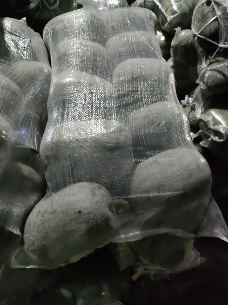 可视频看货粉娃米冬瓜量大基地批发/食堂/超市吊冬瓜