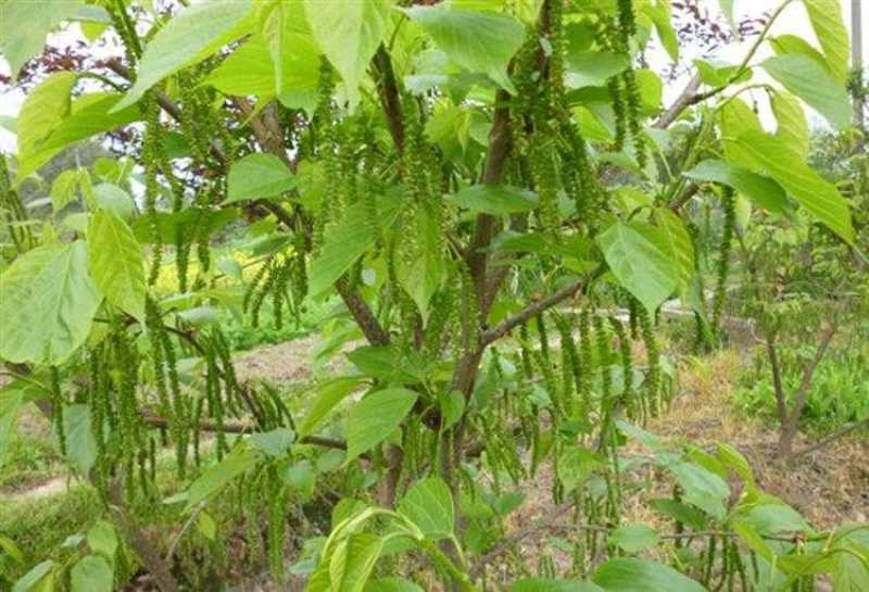 新品推荐嫁接金果桑树苗台湾长果桑苗四季大果桑树苗可盆栽