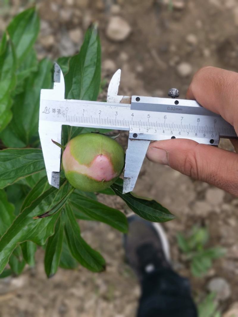 进口品种芍药鲜切花一一蓝富士，个头大，杆子硬，切花的上品