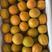 河北，麦黄杏，菜籽黄杏，口感好，青杏，大量下树质量有保证