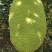【精品海南菠萝蜜】正宗海南优质菠萝蜜个大饱满香甜