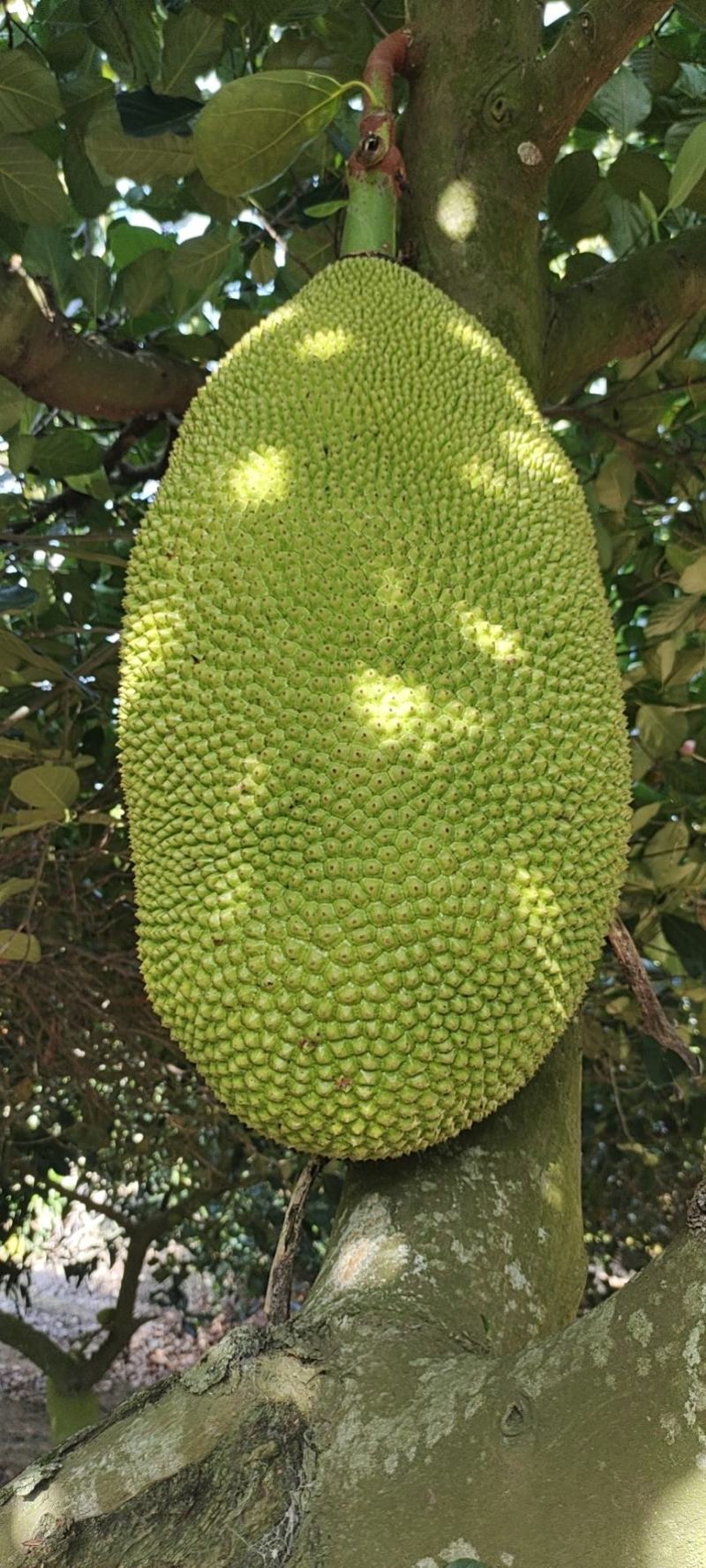 【精品海南菠萝蜜】正宗海南优质菠萝蜜个大饱满香甜