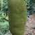 【精品海南菠萝蜜】正宗海南优质菠萝蜜个大饱满香甜