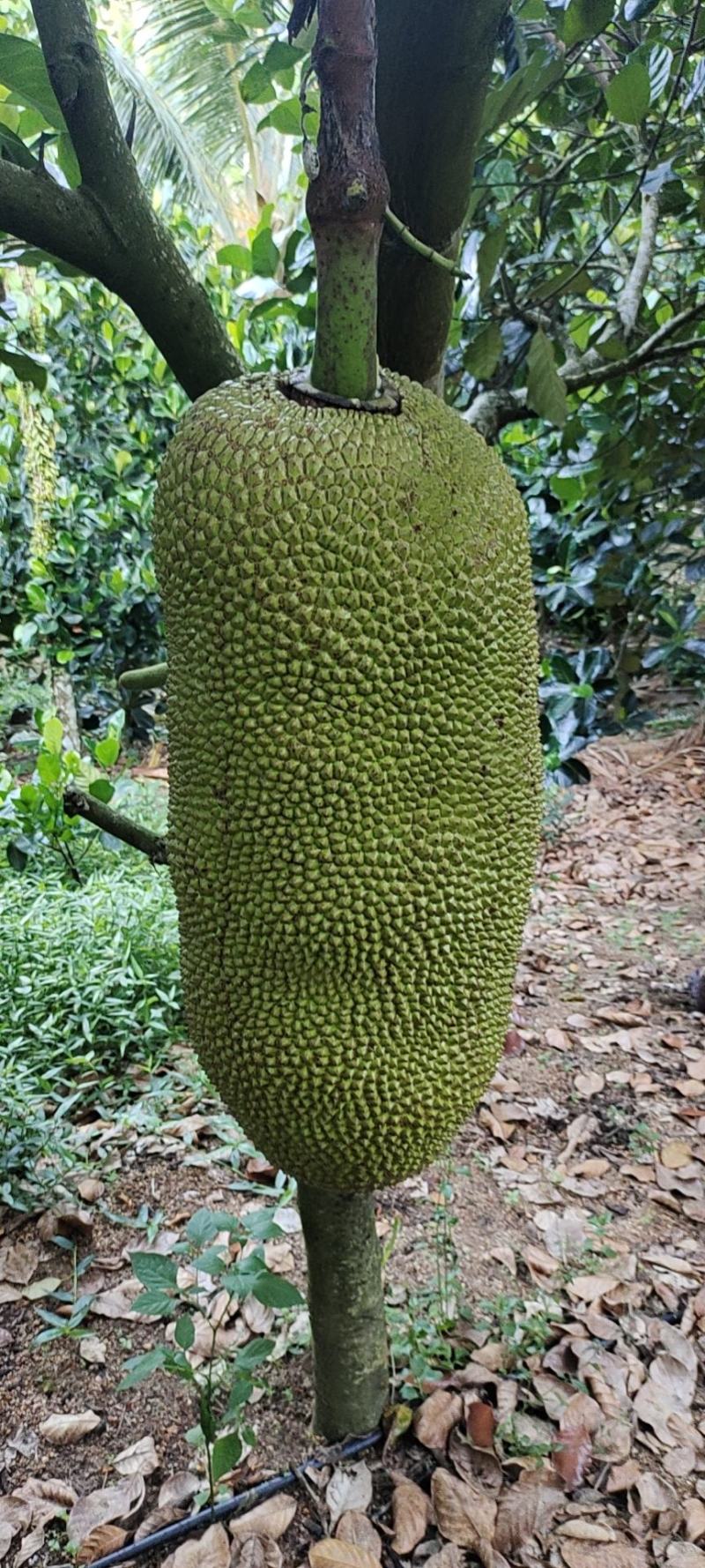 【精品海南菠萝蜜】正宗海南优质菠萝蜜个大饱满香甜