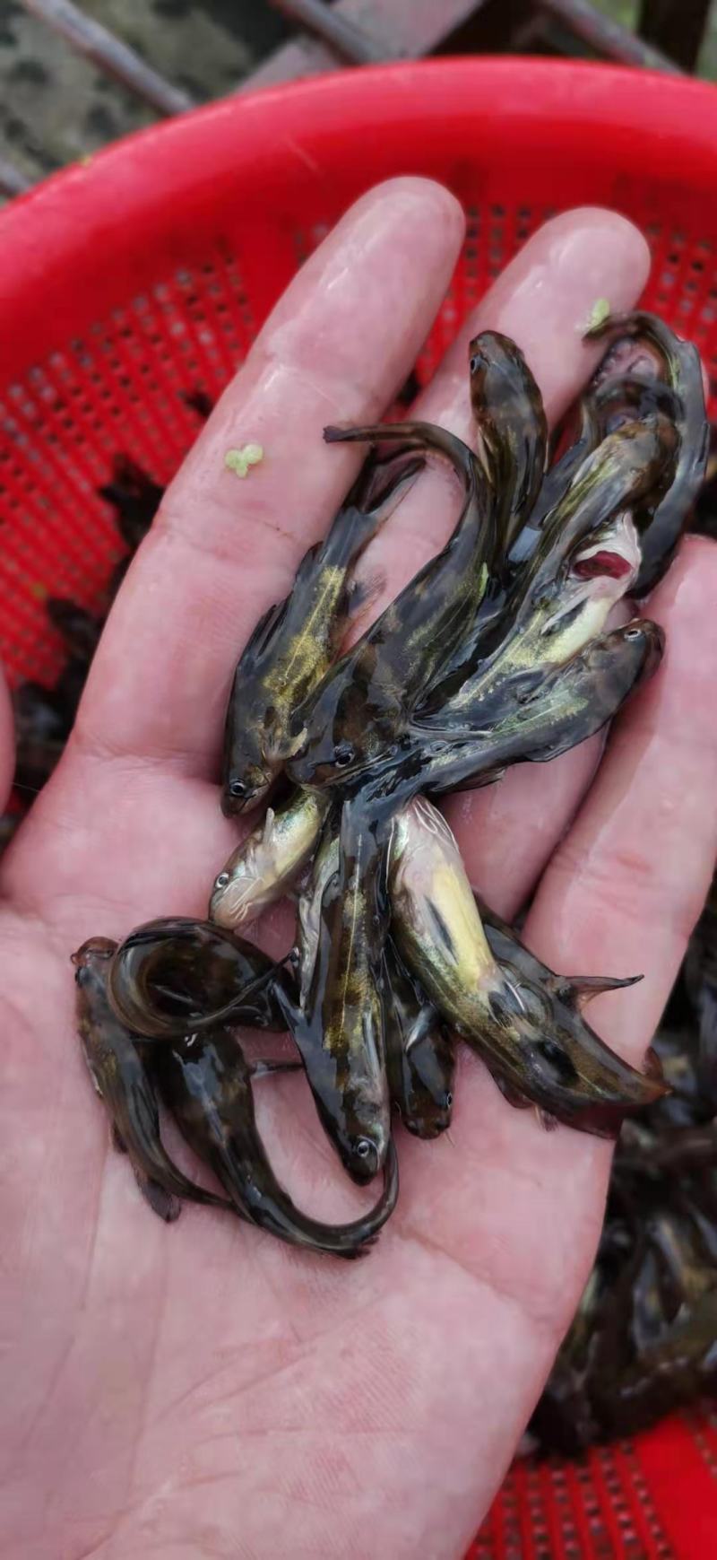 黄骨鱼苗杂交黄骨鱼苗黄颡鱼苗黄辣丁鱼苗大量供应
