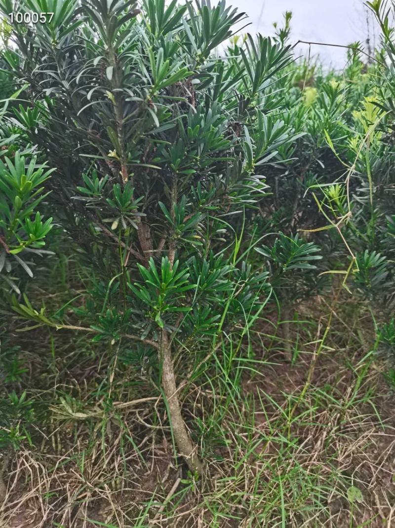 罗汉松