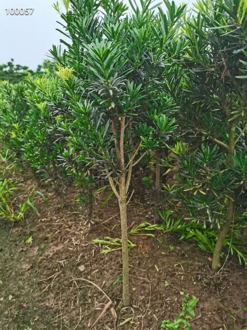 罗汉松
