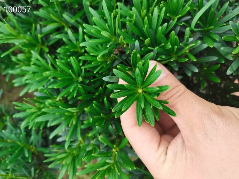 罗汉松