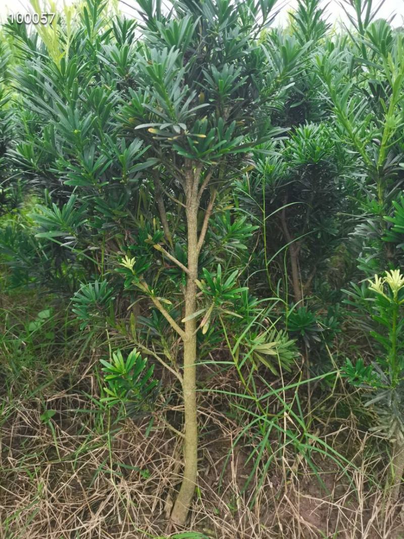 罗汉松
