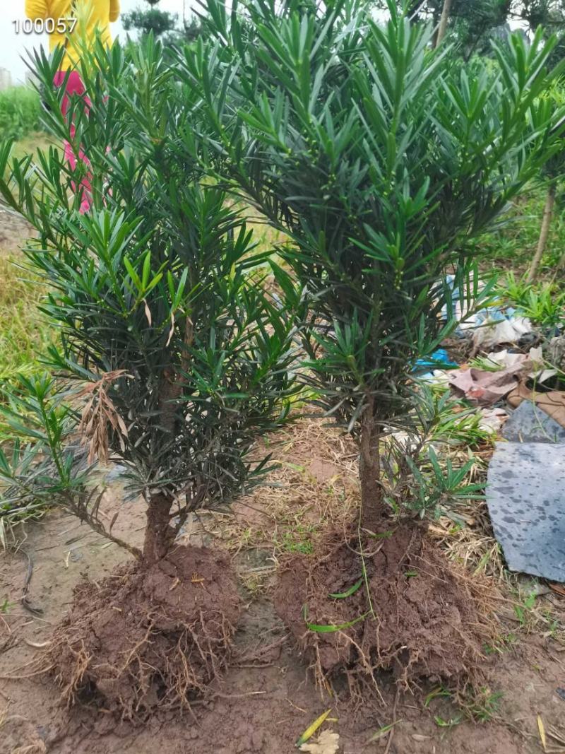 罗汉松