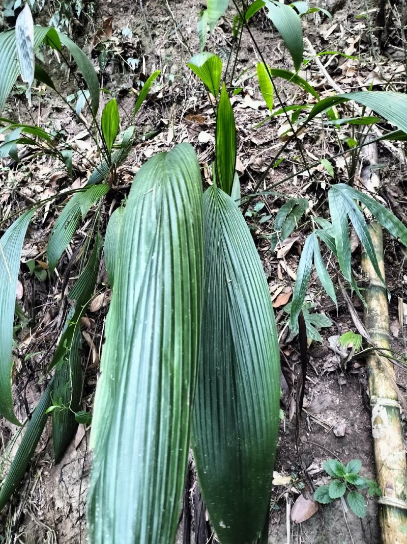 大叶仙茅，大地粽根，纯野生，现挖要的提前联系