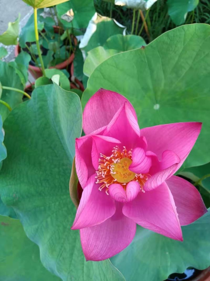 盆栽荷花苗碗莲水培四季花卉盆栽荷花种子睡莲花种籽绿植水生