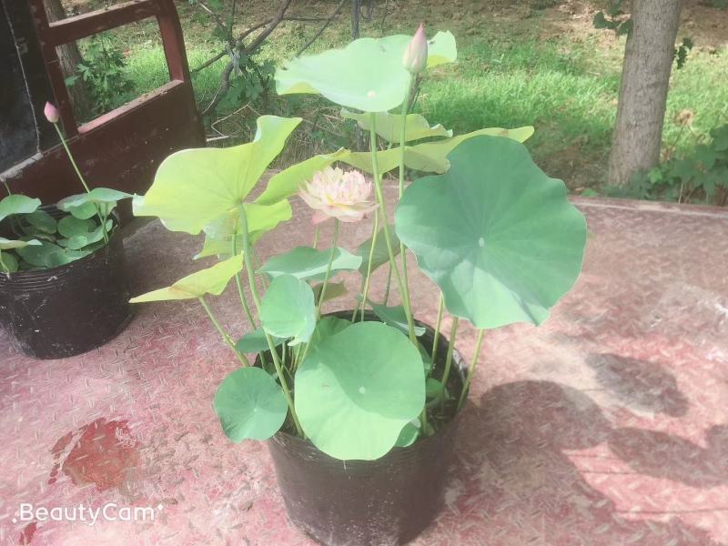 盆栽荷花苗碗莲水培四季花卉盆栽荷花种子睡莲花种籽绿植水生