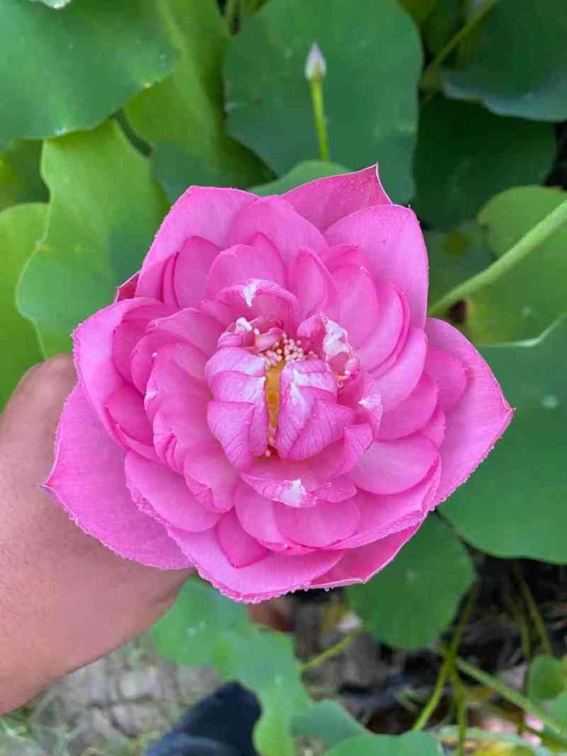 盆栽荷花苗碗莲水培四季花卉盆栽荷花种子睡莲花种籽绿植水生