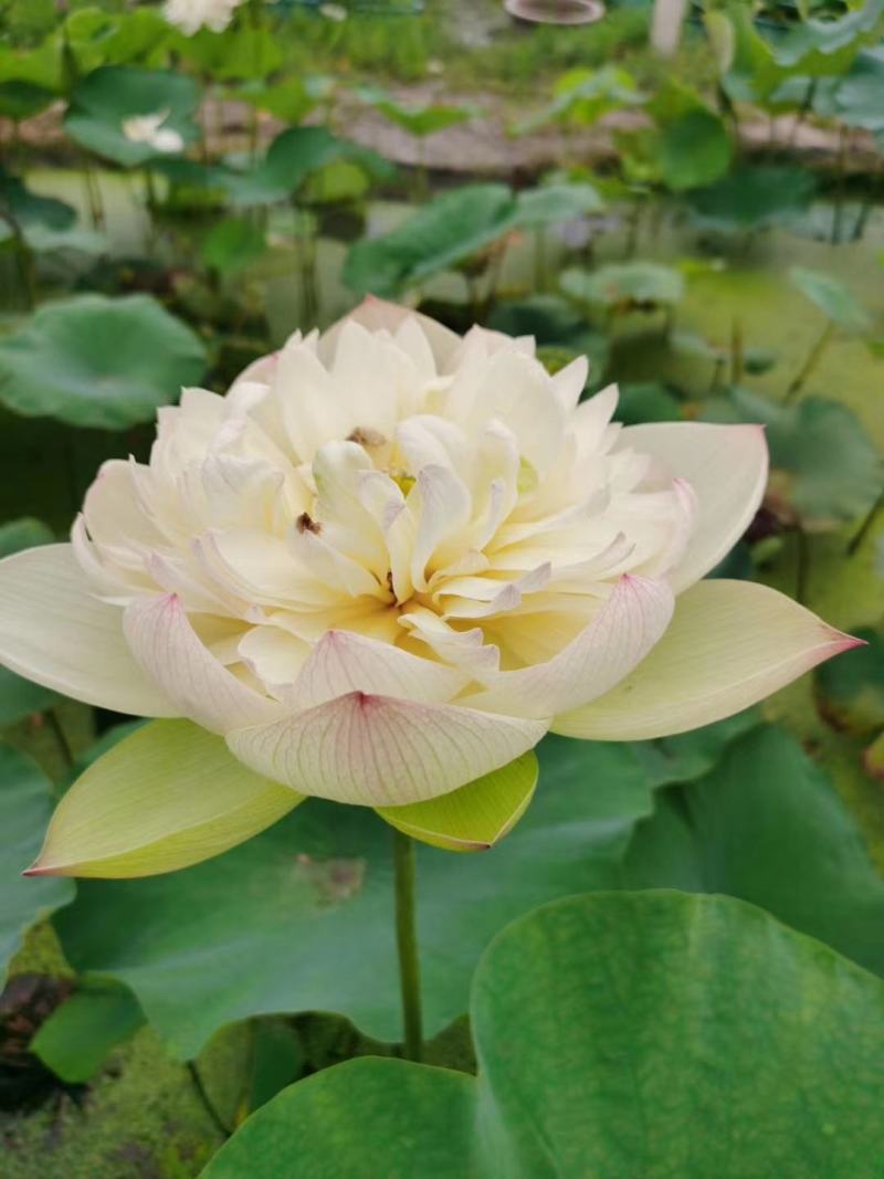 盆栽荷花苗碗莲水培四季花卉盆栽荷花种子睡莲花种籽绿植水生