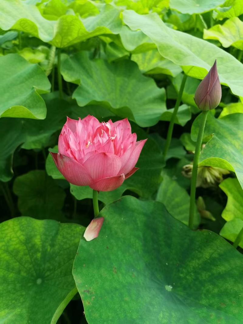 盆栽荷花苗碗莲水培四季花卉盆栽荷花种子睡莲花种籽绿植水生