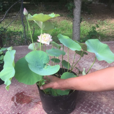 盆栽荷花苗碗莲水培四季花卉盆栽荷花种子睡莲花种籽绿植水生