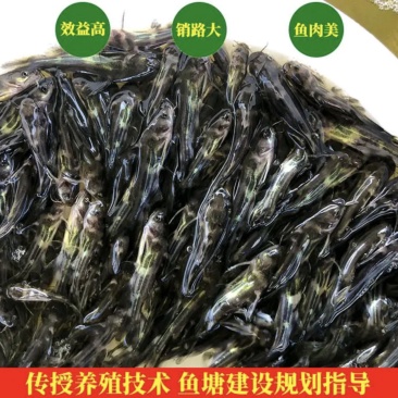 【热销】优质黄骨鱼鱼苗黄颡鱼苗刚针鱼全国发货