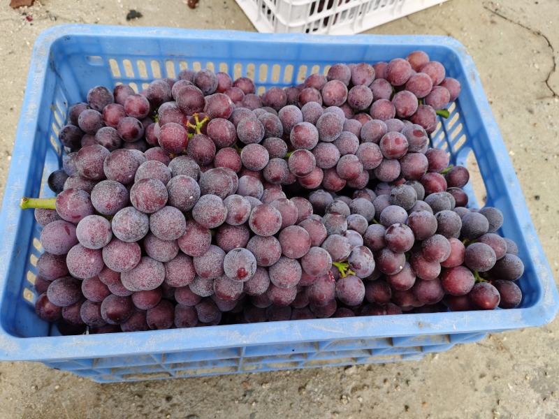 广州白云区葡萄种植基地