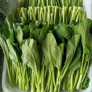 菜心