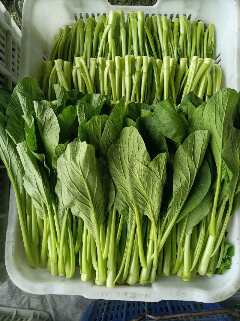 菜心