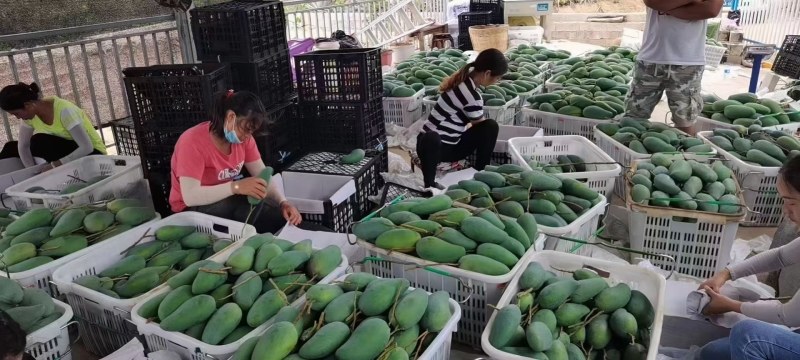 云南高黎贡山怒江大峡谷潞江坝芒果