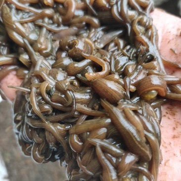 水蛭苗