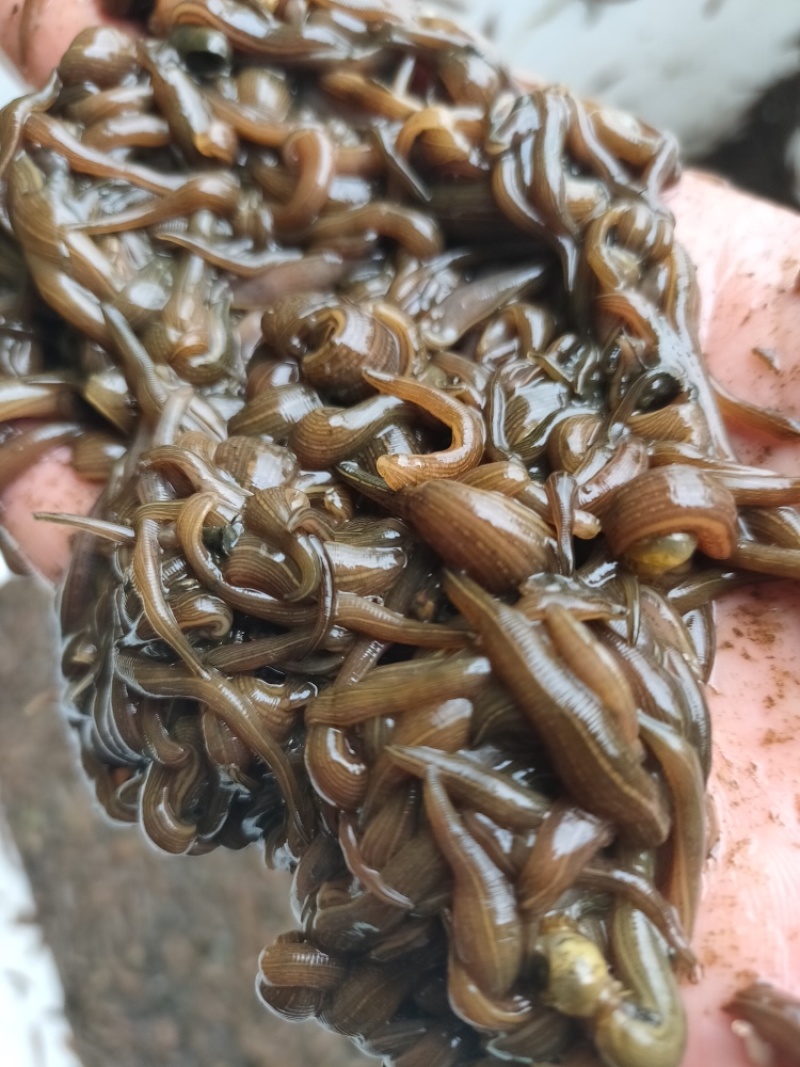 水蛭苗