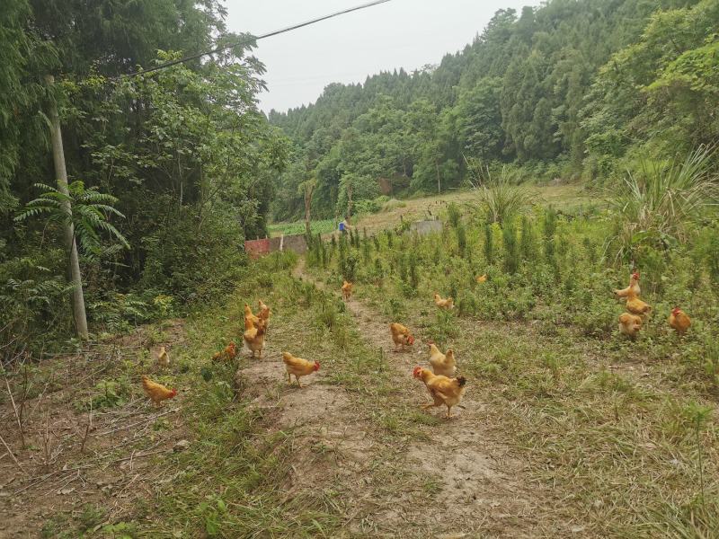 优质跑山鸡