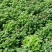 紫芳草澡百年波斯紫罗兰苗圃直发价格低